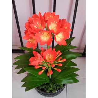 1 CÂY  LAN QUÂN TỬ CÂY GIỐNG SIZE NHỎ, hàng rễ trần GIÁ RẺ - LQTRT