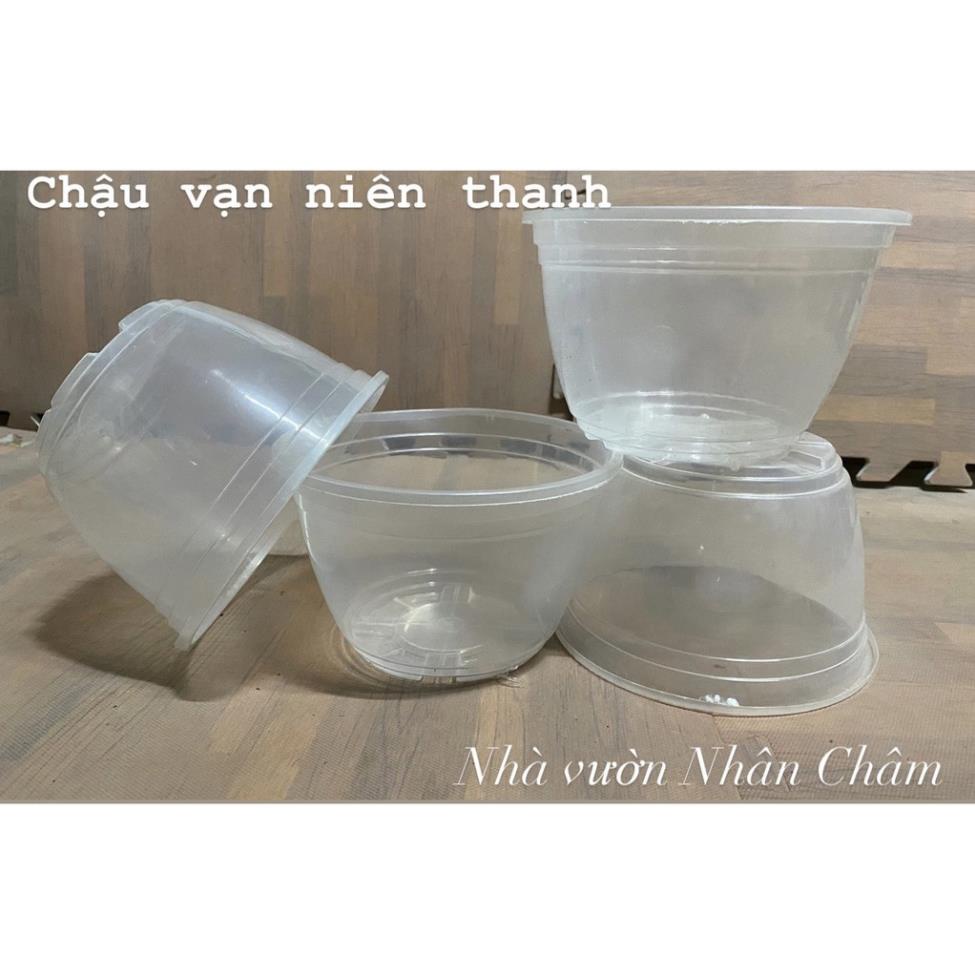 Xả Kho Căt Lỗ Bát nhựa trồng vạn niên thanh giả thủy tinh để bàn