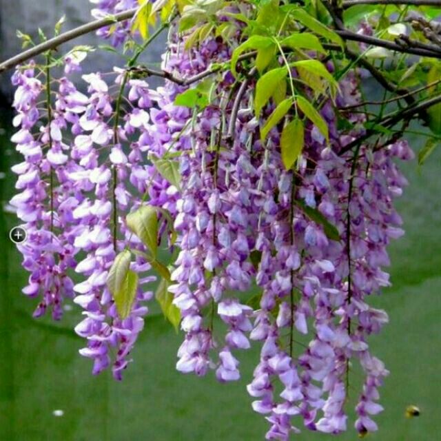 CÂY GIỐNG HOA TỬ ĐẰNG THÂN GỖ