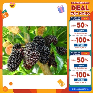 Cây dâu tằm quả mọng