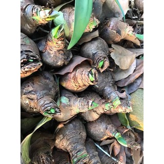 Củ lan Huệ Tây màu Hồng đào