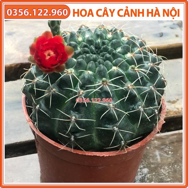 Xương rồng thần long size to khoảng 10cm (tùy thời điểm mà cây có nụ hoặc không)