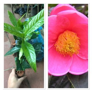 Combo 10 cây hoa hải đường đỏ giống