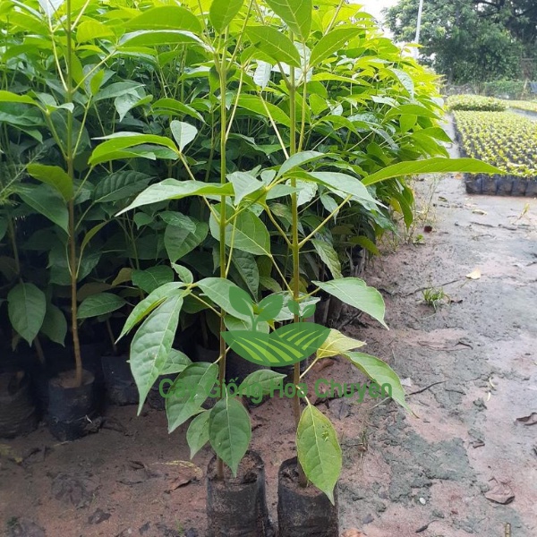 CÂY KÈN HỒNG-FREESHIP TỪ 50K