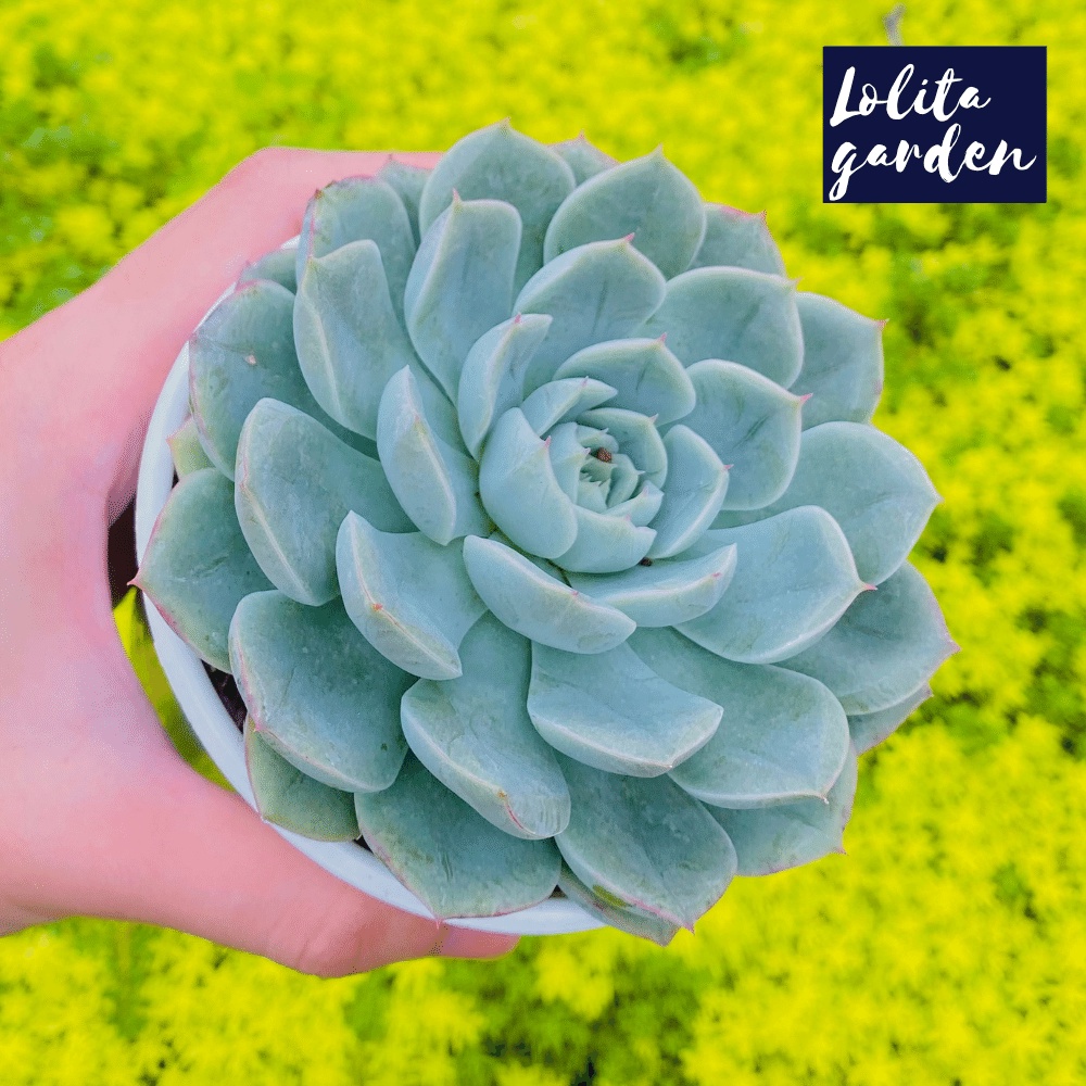 Sen đá liên đài trắng Đà Lạt size trung bình cây cảnh trang trí nhà cửa Lolita garden