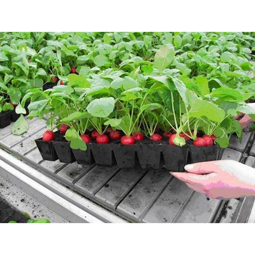 Bán buôn Hạt Giống Củ Cải mini dễ trồng dễ chăm sóc nhanh thu hoạc ( gói 5 gram) bao đẹp