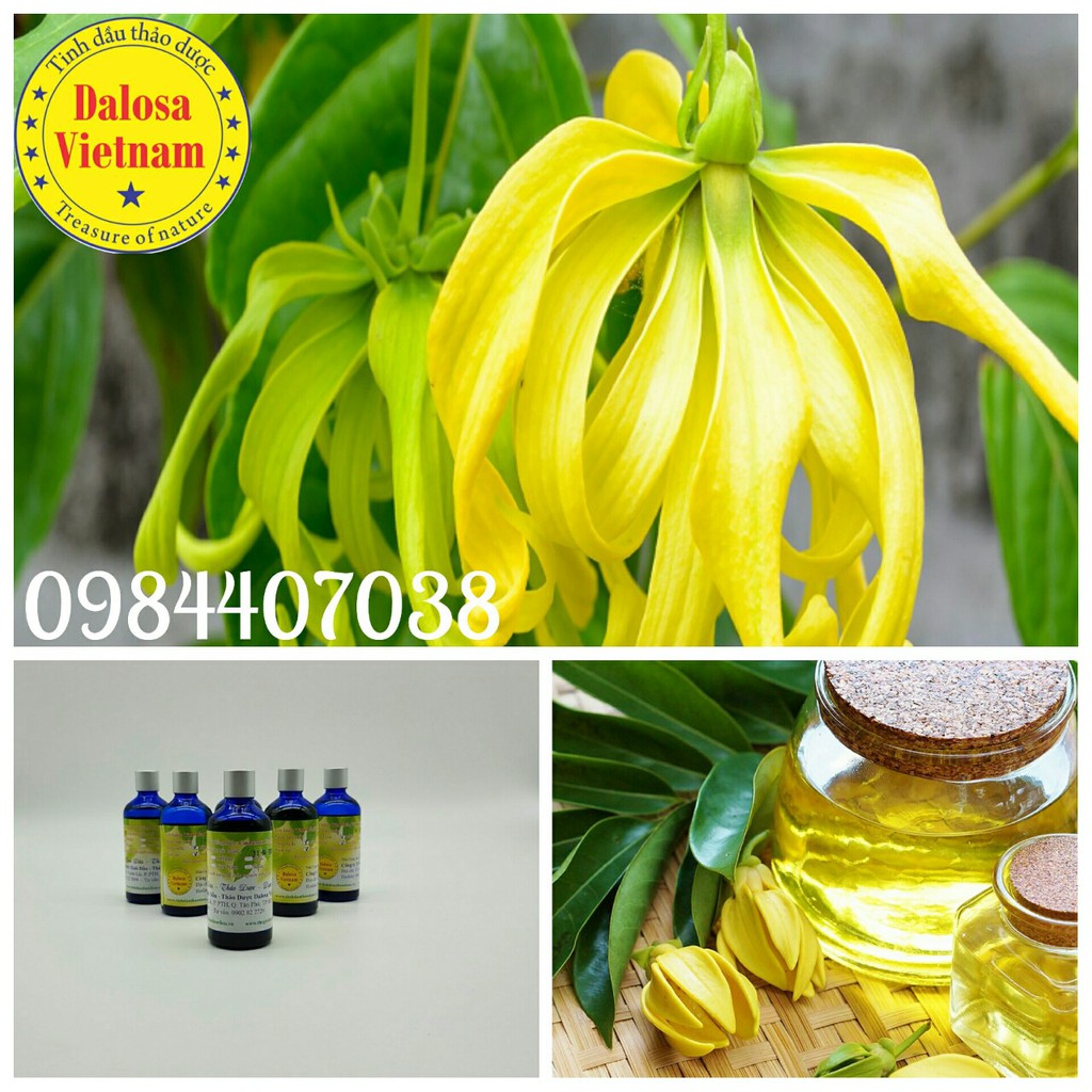 TINH DẦU NGỌC LAN TÂY (Ylang Ylang Oil) 50ml