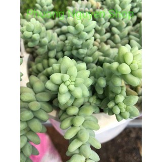 Sen Đá Chuỗi Ngọc Bi Chậu Treo