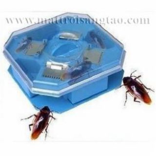 Hộp bẫy gián