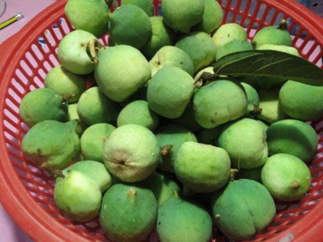 Hạt Mắc Púp Cao Bằng - Hạt làm thạch không cần nấu