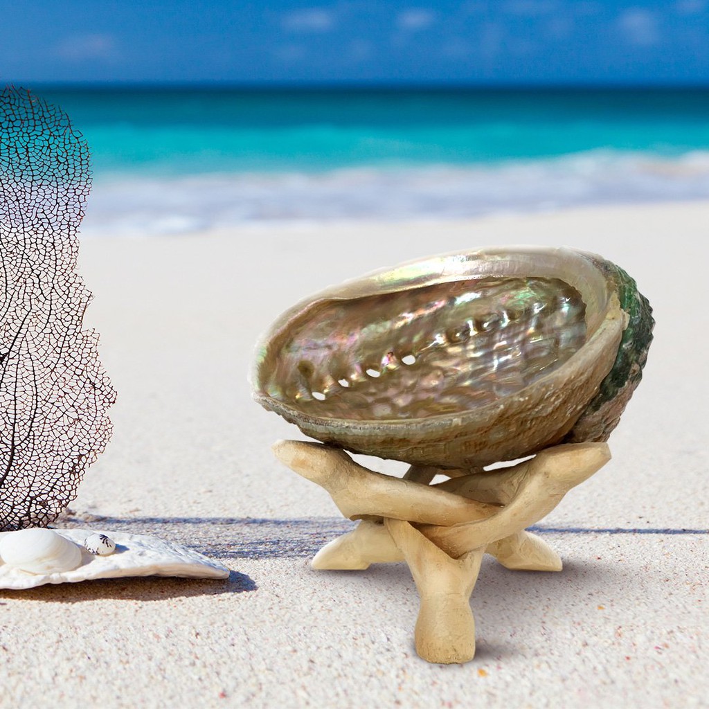 LÔNG VŨ ( Gà Tây, Đại Bàng ), CHÂN ĐẾ GỖ, VỎ SÒ ( Đĩa Ốc ) Dụng Cụ Đốt Thanh Tẩy - THẢO MỘC XÔNG NHÀ | BigBuy360 - bigbuy360.vn