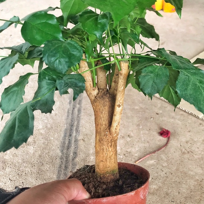 Cây hạnh phúc phong thủy chiều cao 30-35cm cây tán to đẹp dễ chăm sóc, thích hợp trang trí nội thất.