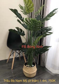 Trầu Bà Nam Mỹ 1.3m ( video thật)