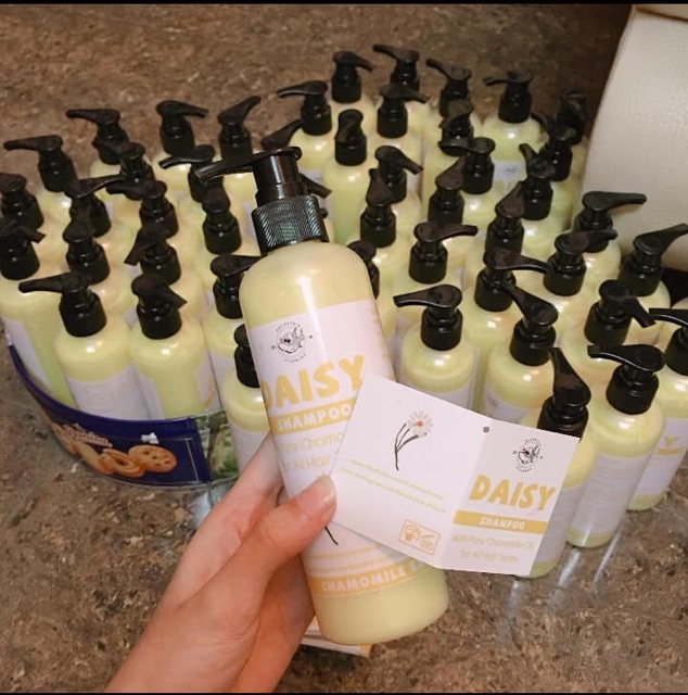 DẦU GỘI CÚC LA MÃ [DAISY SHAMPOO]  TẶNG 3 QUÀ