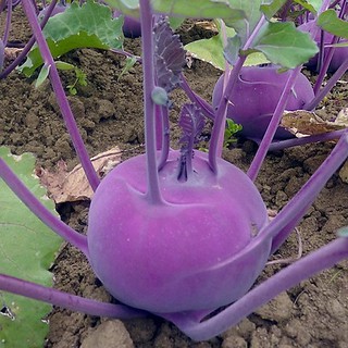 Hạt giống Củ Su hào tím Hàn Quốc – 1 gói 0.5Gram