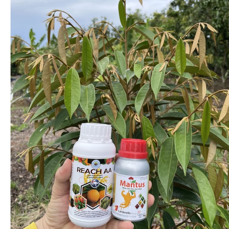 REACHES AA - AMINO ACID NHẬP KHẨU TỪ AUSTRALIA