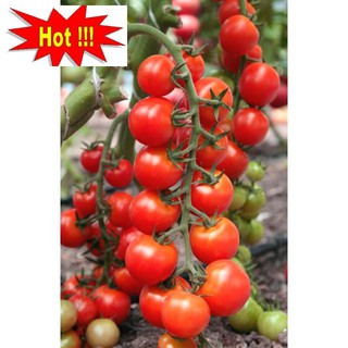 Hạt Giống Cà Chua Bi Chùm Đỏ Chuỗi Ngọc F1 Dễ Trồng Ăn Cực Ngon