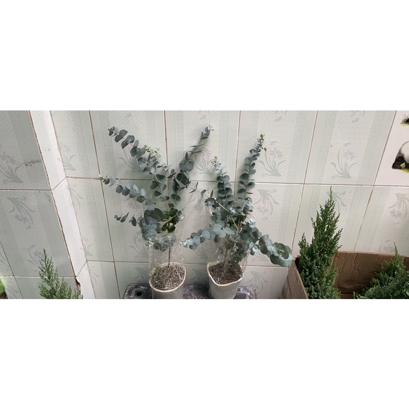 Cây Khuynh Diệp - Bạch Đàn - Dollar Silver, Cây Đôla bạc