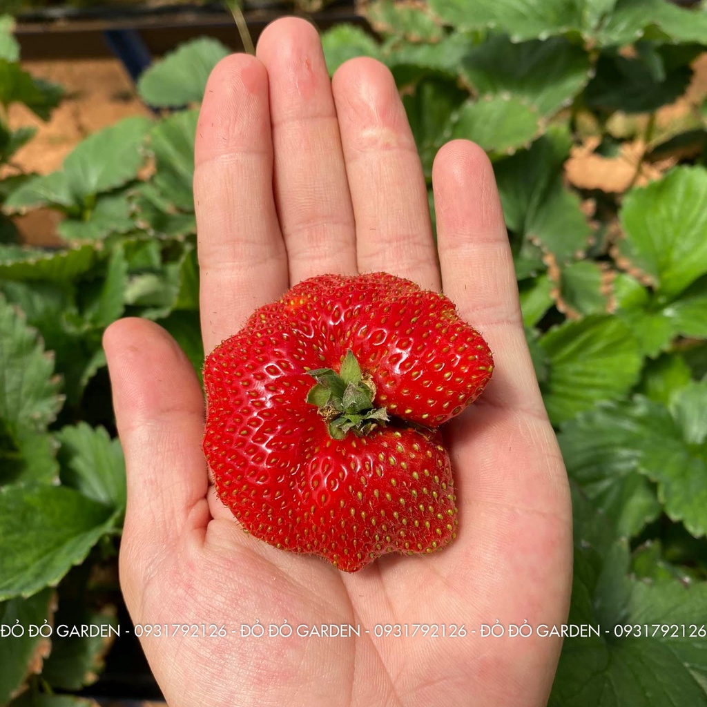 [Giao nhanh 2h] Dâu Giống Hàn Đang Rộ Được Trồng Theo Quy Trình Công Nghệ Cao Tại Đà Lạt _ Hộp giấy | BigBuy360 - bigbuy360.vn