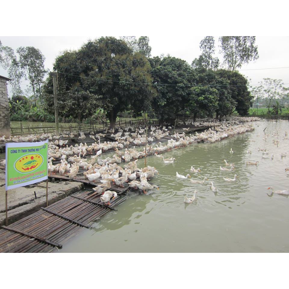 ADE B.Complex – Amino amin cung cấp đạm, khoáng, vitamin đầy đủ cho gia súc, gia cầm