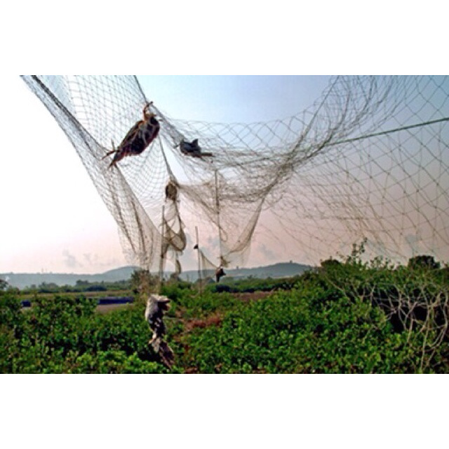 Lưới bẫy chim 4cm cao 5m dài 10m bắkhứu, chim chích chòe, chi họa mi, chim sẻ chất lượng cao lưới cực nhậy bén thegioido