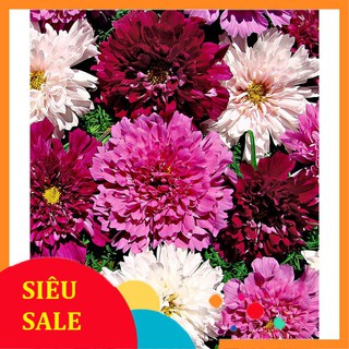 50 Hạt giống hoa Sao nhái kép (tặng gói kích nẩy mầm và hướng dẫn) VIETPHAT