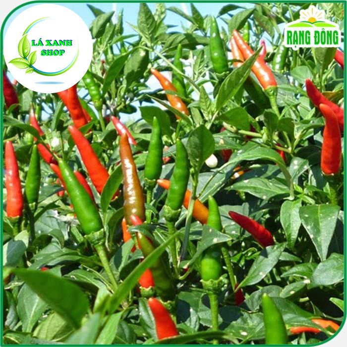 Hạt Giống Ớt Hiểm Sai Trái, Siêu Cay, Trồng Quanh Năm (gói 0,2 gram) - Hạt giống Rạng Đông