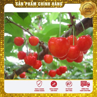 Hạt Giống Quả Cherry(Anh Đào)10 hạt