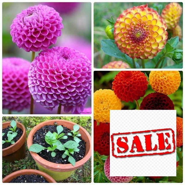 hạt giống hoa thược dược tổ ong 40 hạt SALE