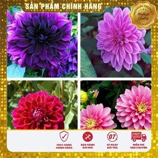 Hạt Giống Hoa Thược Dược Mix