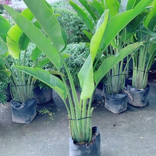 Cây Chuối Rẻ Quạt (chỉ giao hoả tốc)