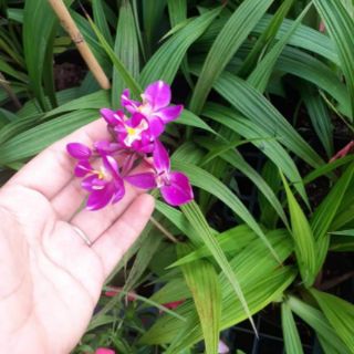 Địa lan chu đỉnh ( 3 màu)