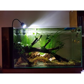 Đèn rọi bể cá biotope và thủy sinh