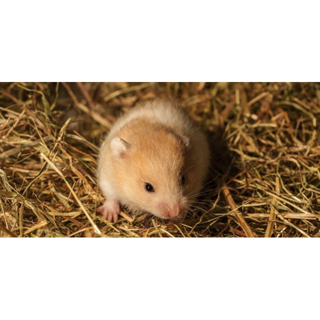 Cỏ khô lót chuồng hamster 500g