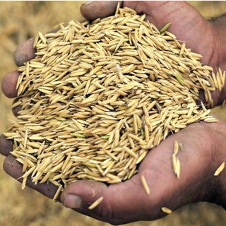 Bao Vỏ Trấu Nguyên Chất - 6kg, giá rẻ hơn khi mua nhiều