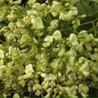 Nụ hoa hòe khô gói 500gr