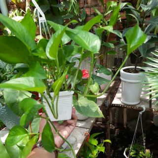 Trầu Bà Thái Treo Mini .