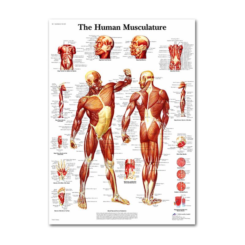 Bộ Poster Hình Cơ Bắp Người 19 &quot;X 27&quot;