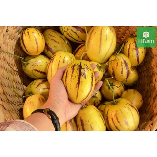 Hạt Giống Dưa Pepino Mỹ