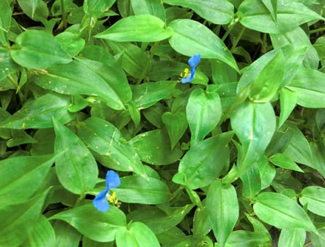 Combo 10 nhánh giống Cây thài lài , cây rau trai bầu đất dễ trồng sinh trưởng tốt