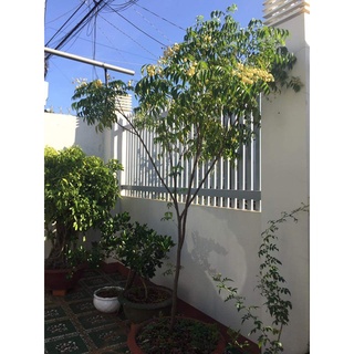 combo 5 cây mắc mật (Chuẩn giống cây trồng)