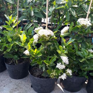 Cây 🌲 Trang Mỹ trắng... trắng lá to đang hoa