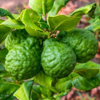 Cây giống chanh Thái