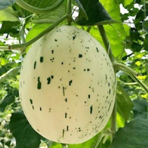 HẠT GIỐNG DƯA LÊ MỸ SNOW SILVER STAR