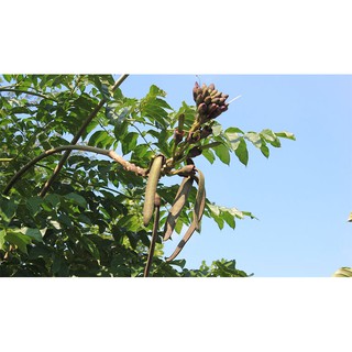 HẠT NÚC NÁC GIỐNG