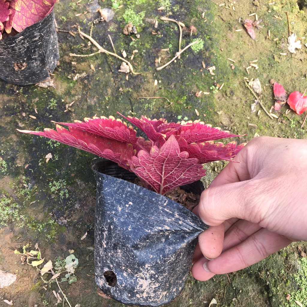 Cây Lá Gấm Đỏ Đậm  Trồng Sẵn Bầu Đen Thích Hợp Trang Trí Ban Công