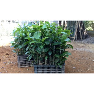 CÂY GIỐNG DỔI GHÉP