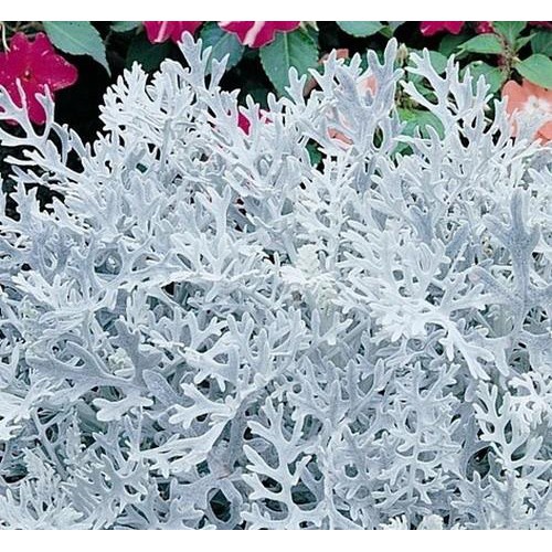 Shop 1K - 50h Hạt Giống Cúc Lá Bạc Cây Ren Bạc BONSAI tặng thuốc kích mầm rễ