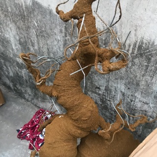 Gốc rồng bonsai 30cm