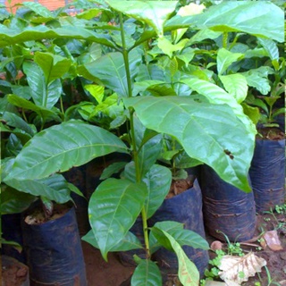 Cây cà phê vối TR4 (cao sản)